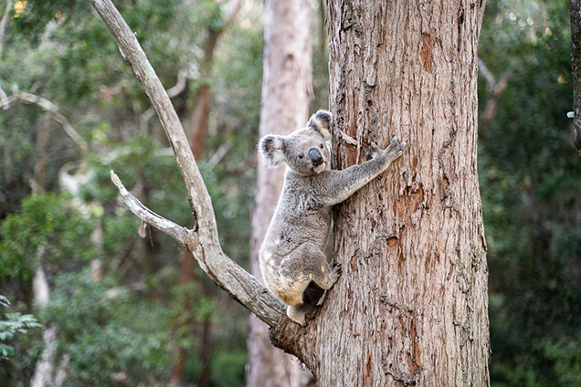 Koala in tree